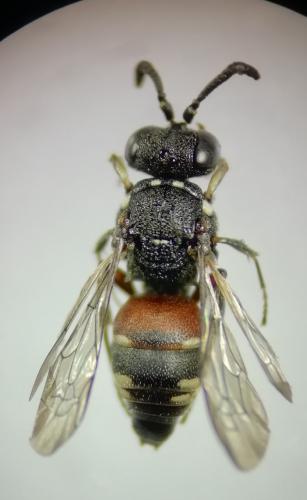 Réf. 263 104 : Nysson dimidiatus
